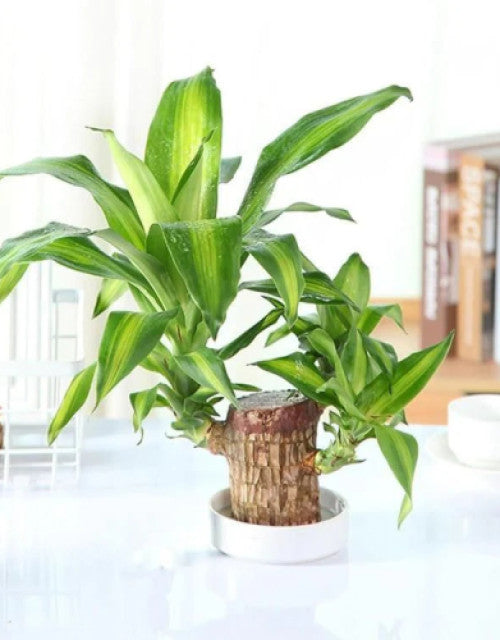 Lucky Brazil Wood Potted Plant ( Pack Of 1 )